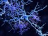 Los astrocitos protoplasmáticos y las neuronas se comunican mediante señales químicas.