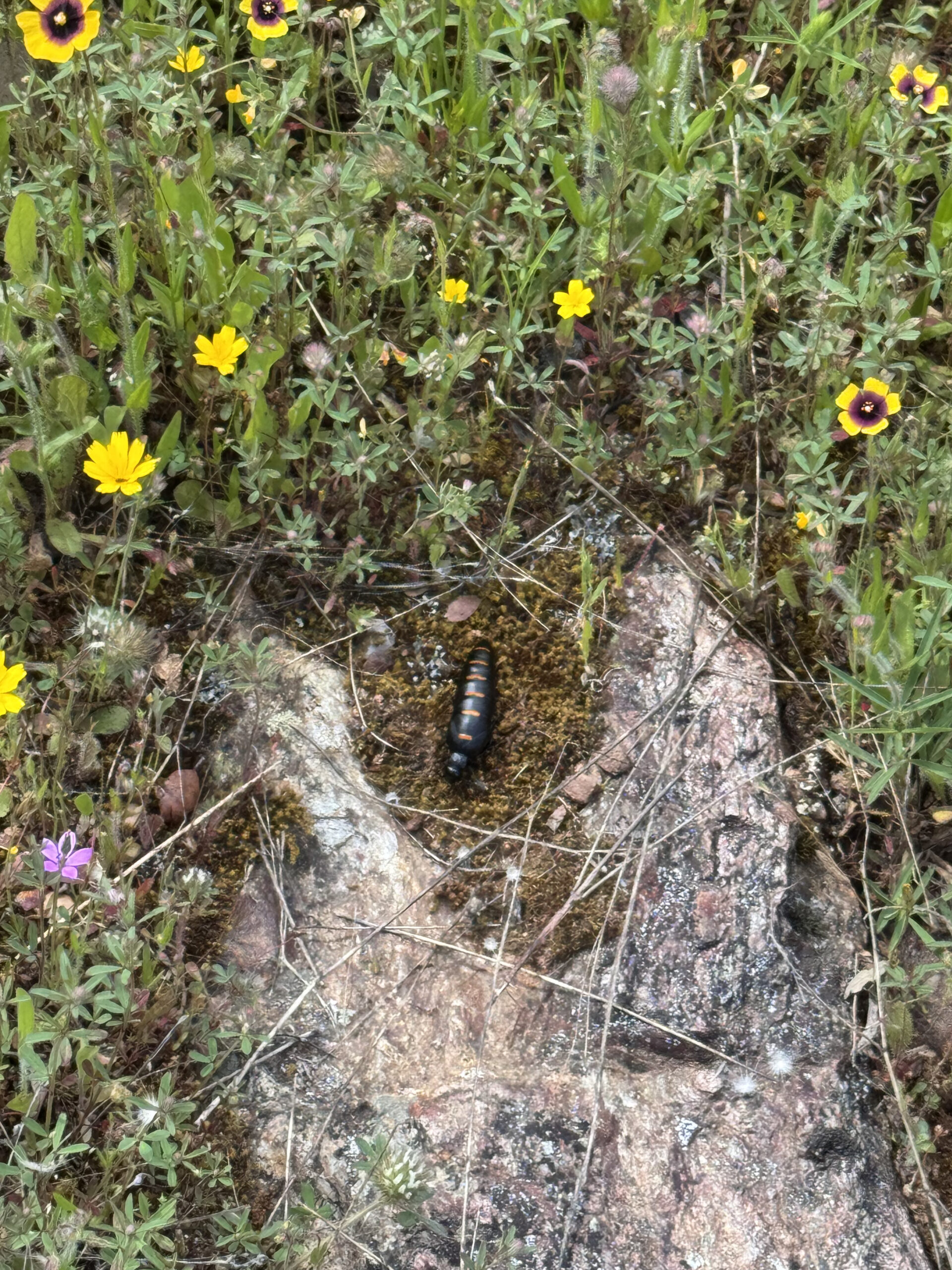 El suelo vivo: el motor invisible de la agricultura regenerativa