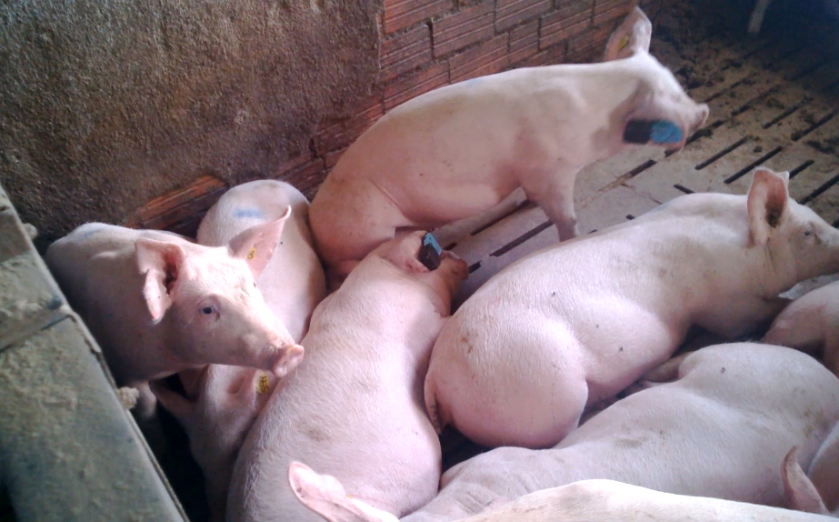 La UPO y la empresa PigCHAMP estudian el comportamiento motriz de la ganaderí­a porcina como indicador de salud