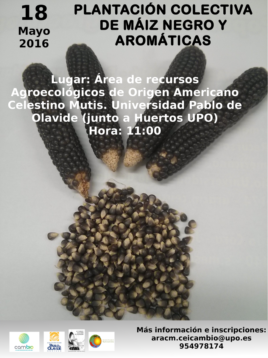 plantación de máiz colectiva: 18 de mayo, 11 horas