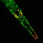 C.elegans_UPO