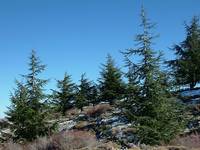 Población de cedro en el Parque Nacional de Sierra Nevada (Granada). / J.C. Linares