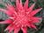 Aechmea-sciencepics