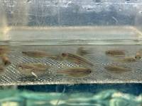 cabd peces cebra