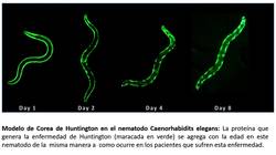 Proteopatías