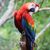 Poblaciones de loros Poblaciones de loros