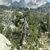 : Individuo viejo de pino negro (Pinus uncinata) : Individuo viejo de pino negro (Pinus uncinata)
