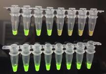 Tubos eppendorf con las muestras de las aves una vez realizadas las reacciones