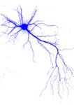 Neurona-