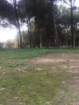 pinar de dona