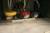 Ratones-sciencepics Ratones-sciencepics