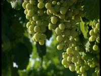Uvas-sciencepics