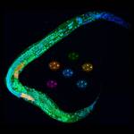 Larva y embriones de ‘Caenorhabditis elegans'