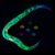 Larva y embriones de ‘Caenorhabditis elegans' Larva y embriones de ‘Caenorhabditis elegans'