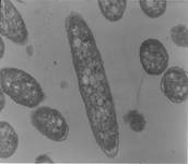 Bacterias-Moluscos-sciencepics
