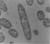 Bacterias-Moluscos-sciencepics Bacterias-Moluscos-sciencepics