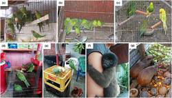 TRAFICO ESPECIES